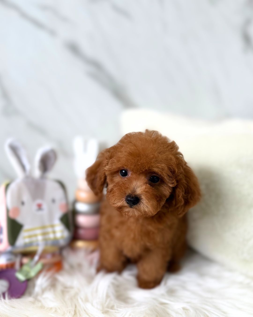 Yume: Red Tiny Toy Poodle 🇸🇬 (Boy)