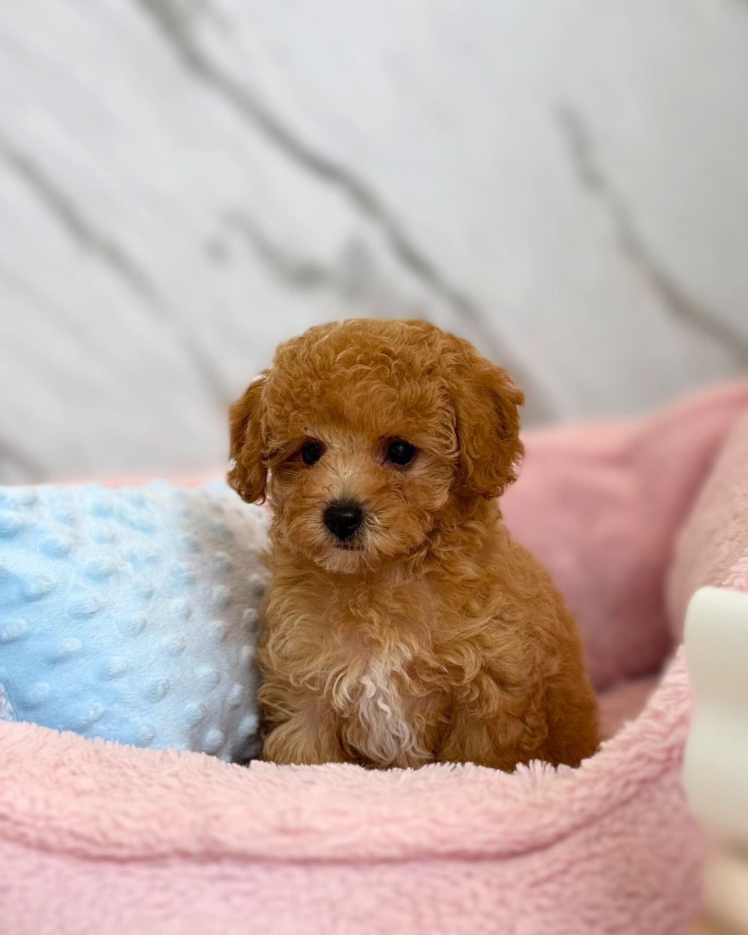 🩷 Yuna:  Apricot Maltipoodle 🇸🇬 (Girl)