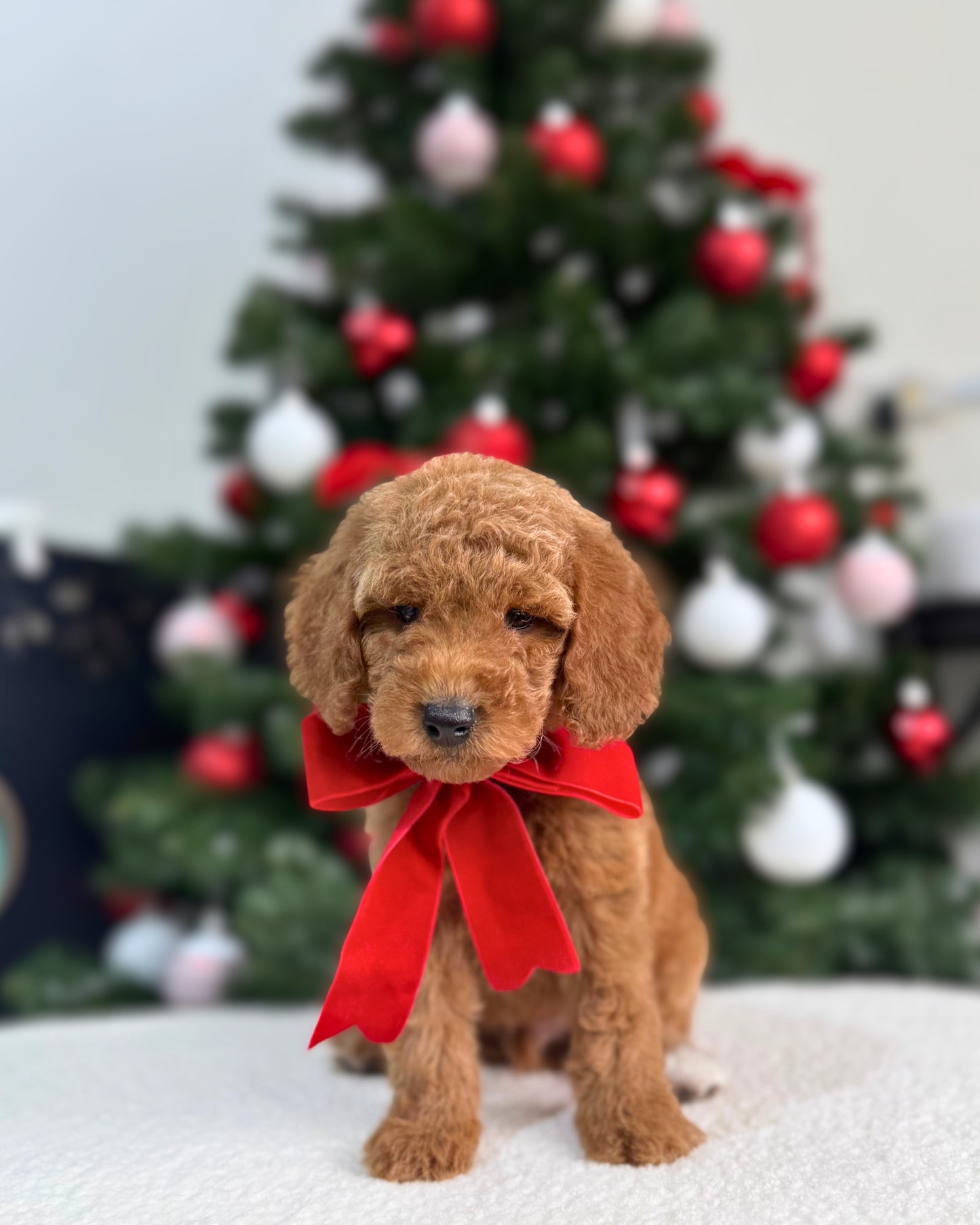 ⭐✨ North: Brown Miniature Poodle 🇸🇬 (Boy)