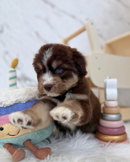 ⚡️Thunder: Mini Parti Chocolate & Red White Husky Doodle 🇸🇬 (Boy)