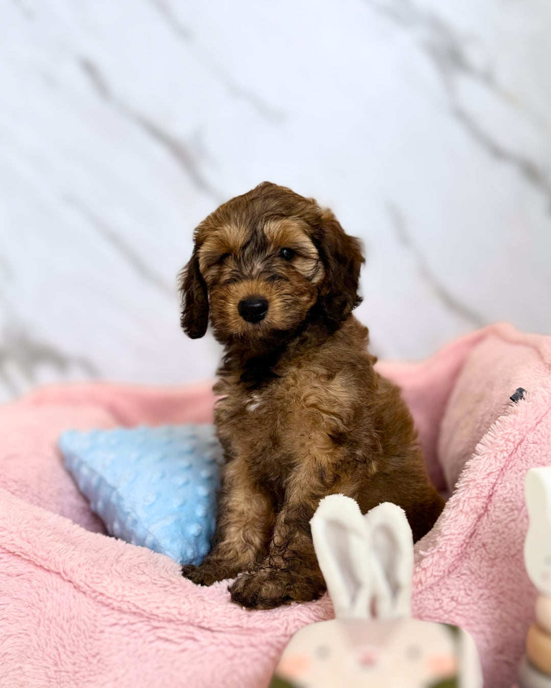 💫 Nova: Sable Mini Labradoodle F1B 🇸🇬 (Girl)