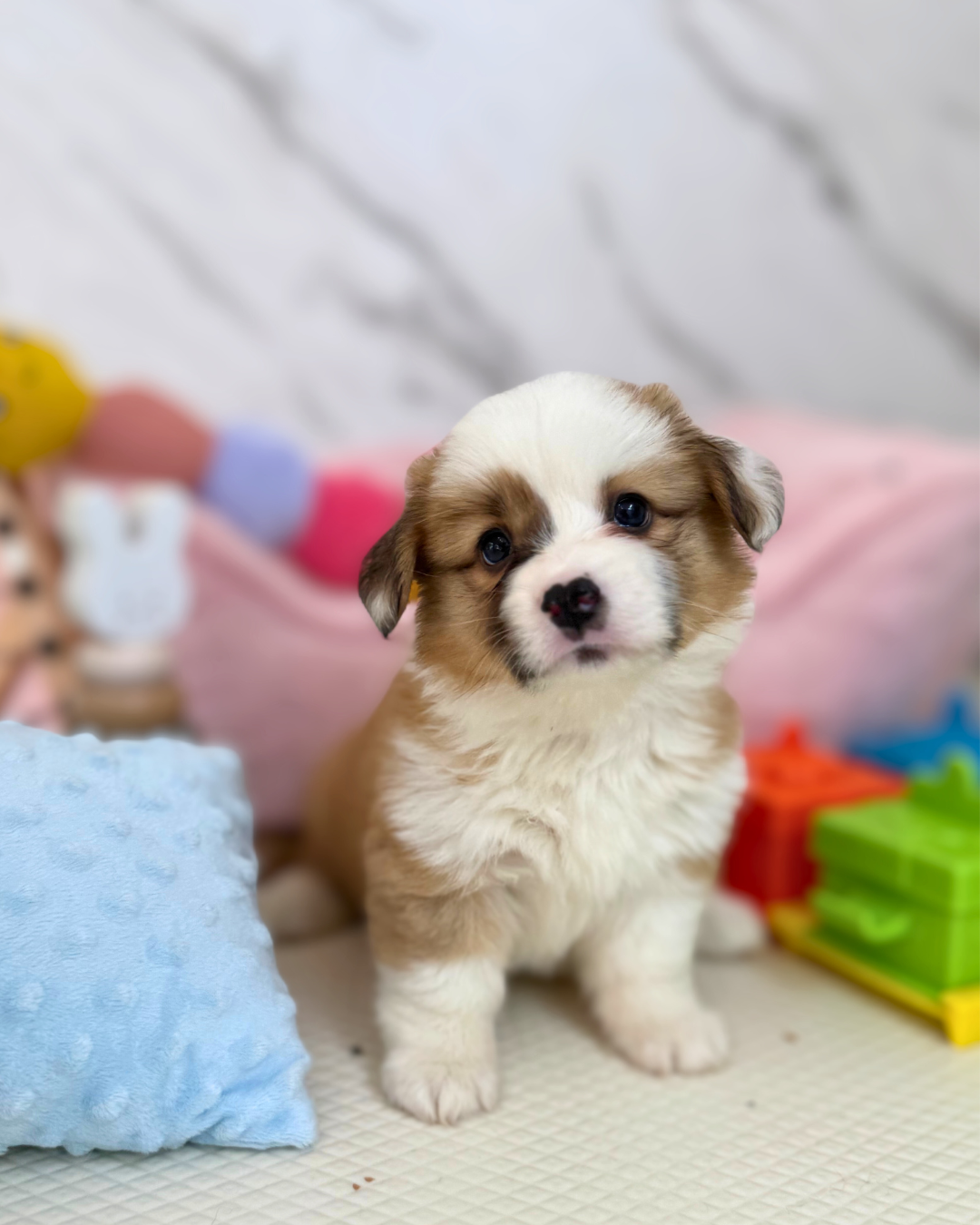 🥎 Maru: Fluffy Tri-Colour Pembroke Welsh Corgi 🇸🇬 (Boy)