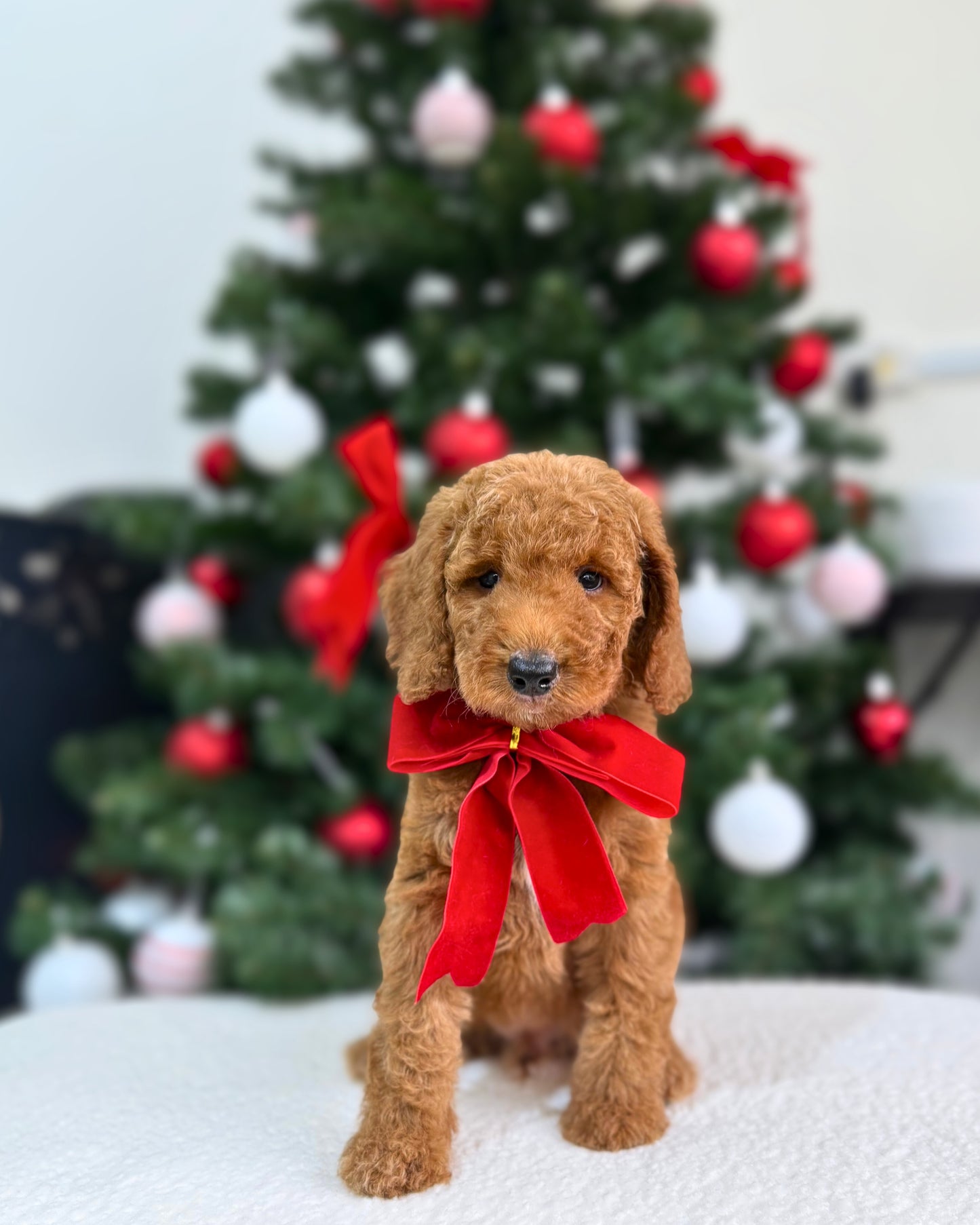 🍂✨ Aspen: Brown Miniature Poodle 🇸🇬 (Boy)