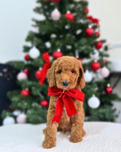 🍂✨ Aspen: Brown Miniature Poodle 🇸🇬 (Boy)