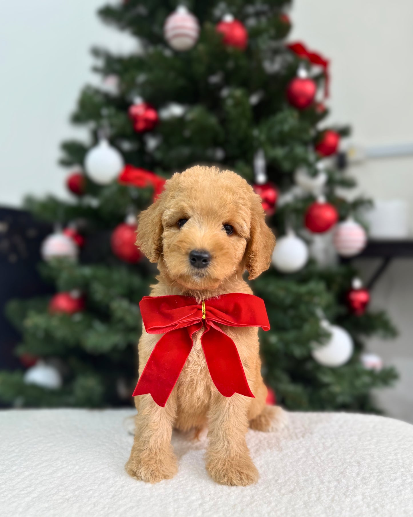 ⭐💫  Noel: Brown Miniature Poodle 🇸🇬 (Boy)