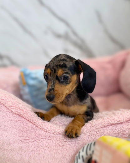 ⾖ Beanie: Dapple Merle Short Coat Miniature Dachshund 🇸🇬 (Girl)