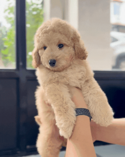 💘 Bori: Brown Mini Golden Doodle F1BB 🇸🇬 (Girl)