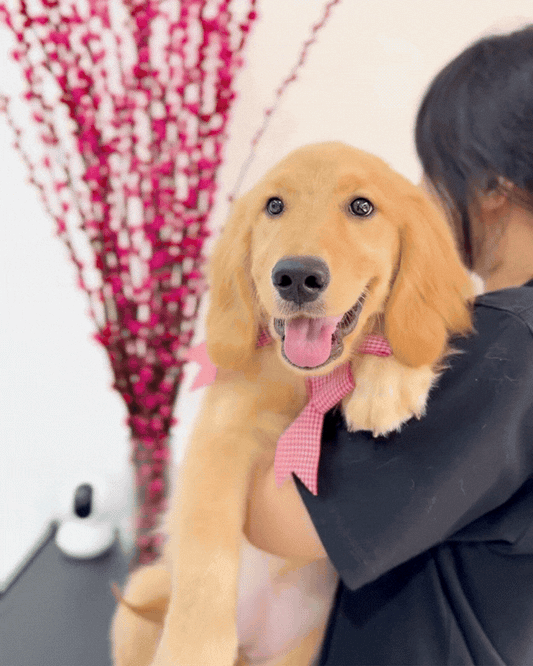 🌼✨ Maple: Gold Golden Retriever 🇸🇬 (Girl)