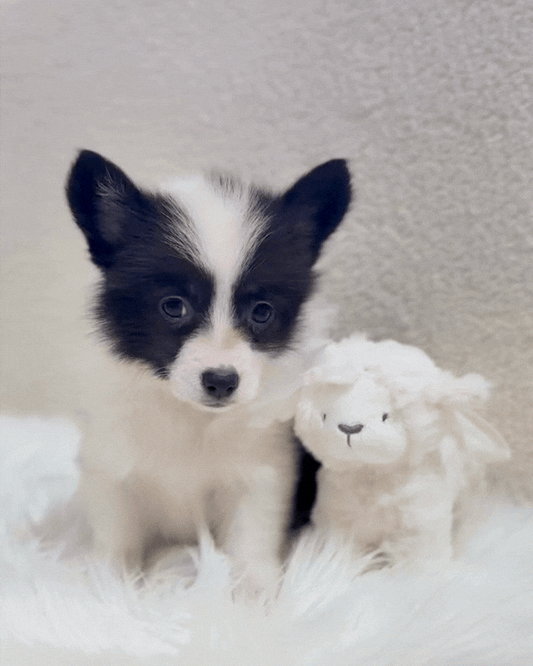 🖤🤍6️⃣🐾Six: Black & White Corgitz 🇸🇬 (Girl)