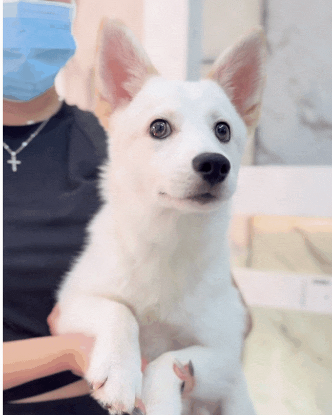🌨️ 小白 Xiao Bai: White Pomsky 🇸🇬 (Boy)