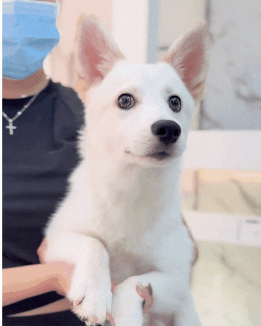 🌨️ 小白 Xiao Bai: White Pomsky 🇸🇬 (Boy)