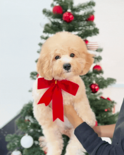 🍩 Donut: Cream Brown Cavapoo 🇸🇬 (Boy) *