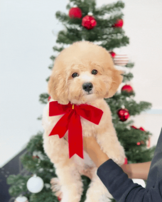 🍩 Donut: Cream Brown Cavapoo 🇸🇬 (Boy) *
