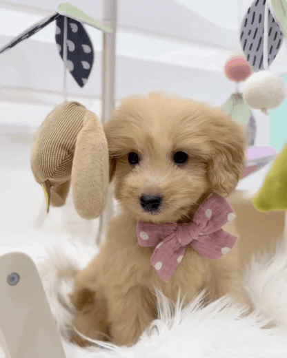 ⭐️ Macchi: Mini Cream Silky Multi-Gen F1BB Golden Doxie 🇸🇬 (Boy)