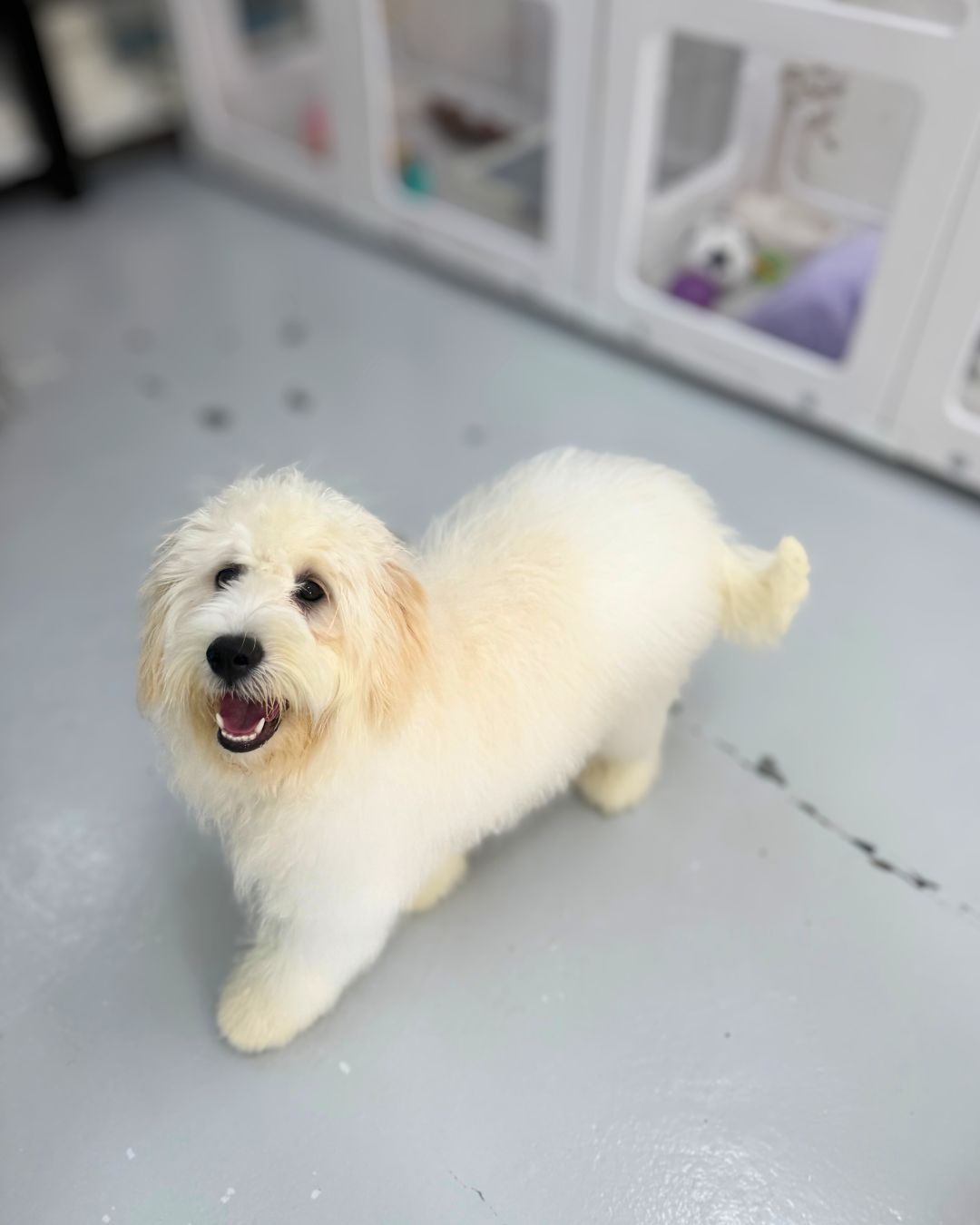 ☁️ Nana: Cream Chow Doodle 🇸🇬 (Girl)