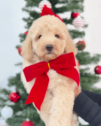 🌟Starley: Champagne Cream Mini Toy Poodle 🇸🇬 (Girl)