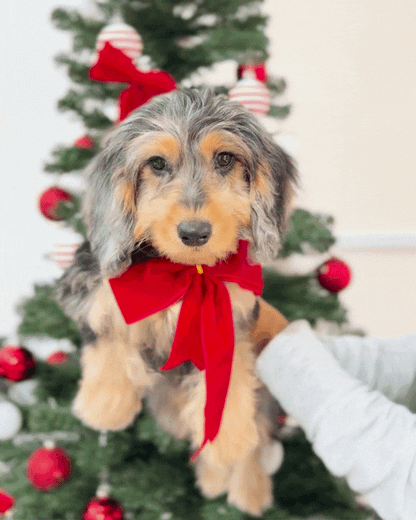 ⭐️ Magic: Mini Merle Tan Silky Multi-Gen F1BB Golden Doxie 🇸🇬 (Girl)
