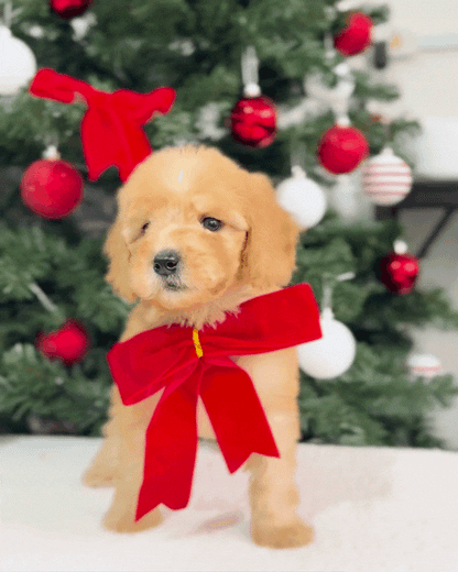 ⭐🧚🏻‍♀️ Fae: Cream Toy Miniature Poodle 🇸🇬 (Girl)