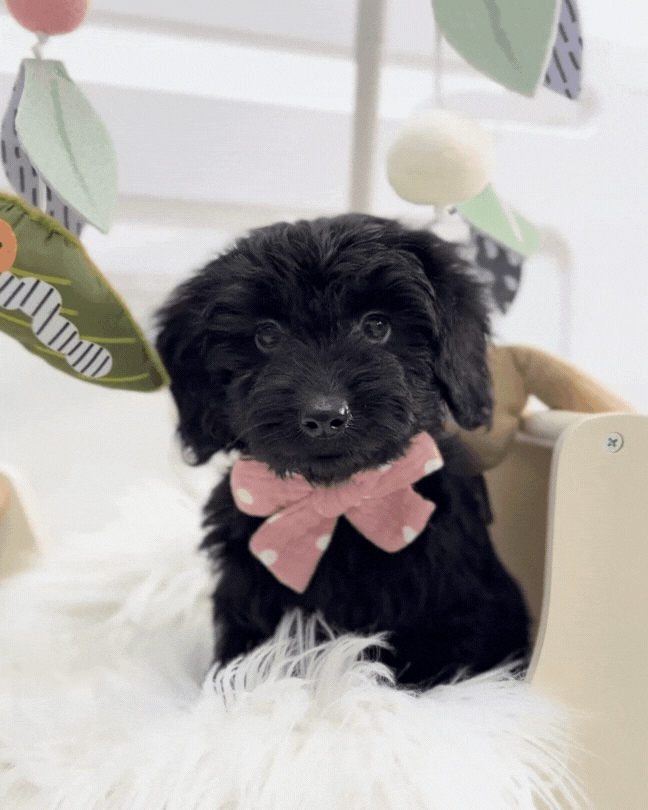 ⭐️ Espresso: Mini Black Silky Multi-Gen F1BB Golden Doxie 🇸🇬 (Boy)