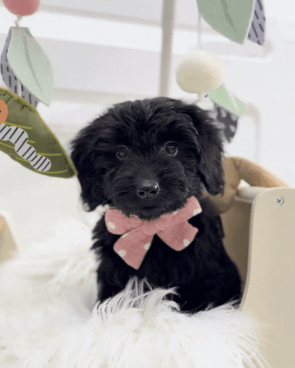 ⭐️ Espresso: Mini Black Silky Multi-Gen F1BB Golden Doxie 🇸🇬 (Boy)