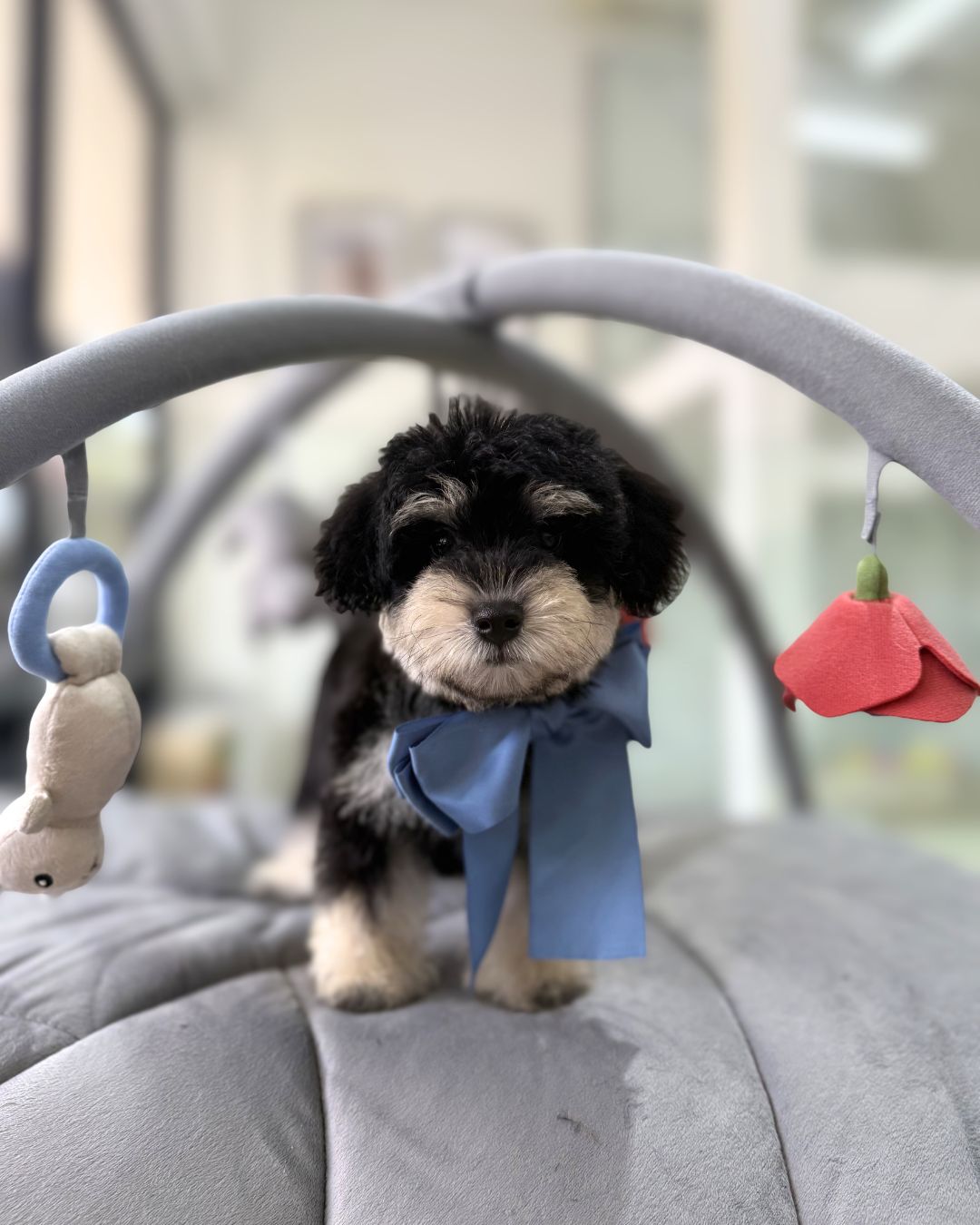 🖤🤎 Kimchi: Parti Black Cream Toy Schnoodle 🇸🇬 (Boy)