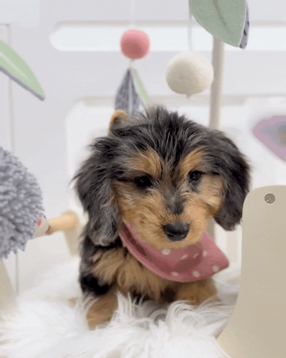 ⭐️ Magic: Mini Merle Tan Silky Multi-Gen F1BB Golden Doxie 🇸🇬 (Girl)