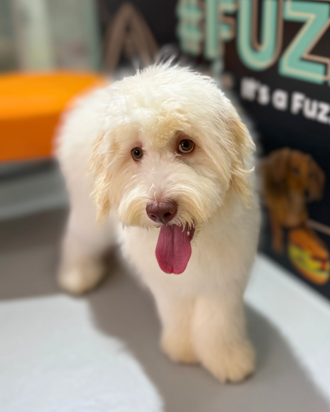 ☁️ Anderson: Cream Chow Doodle 🇸🇬 (Boy)
