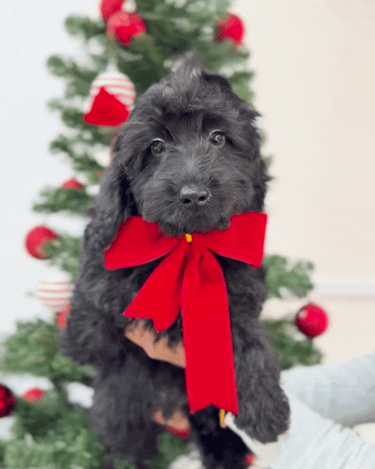 ⭐️ Espresso: Mini Black Silky Multi-Gen F1BB Golden Doxie 🇸🇬 (Boy)