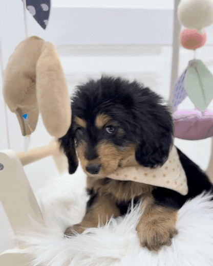 ⭐️ Mocha: Mini Black & Cream Silky Multi-Gen F1BB Golden Doxie 🇸🇬 (Girl) *