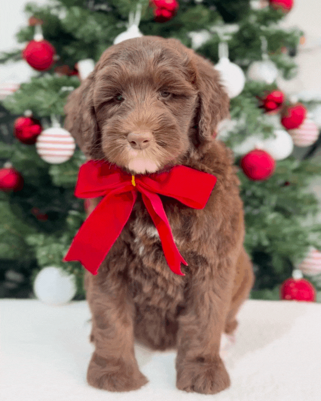 🤎🤍✨🐻 Chamonix: Mini Parti Chocolate & White Australian Labradoodle 🇸🇬 (Boy)