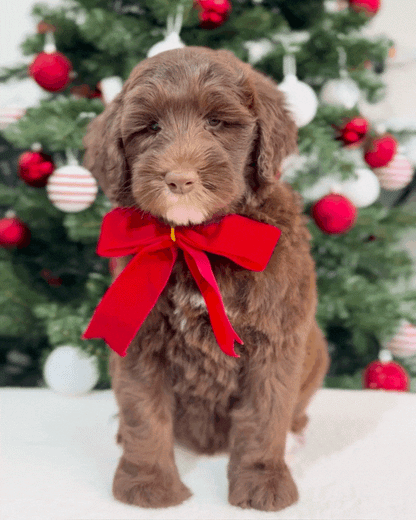 🤎🤍✨🐻 Chamonix: Mini Parti Chocolate & White Australian Labradoodle 🇸🇬 (Boy)