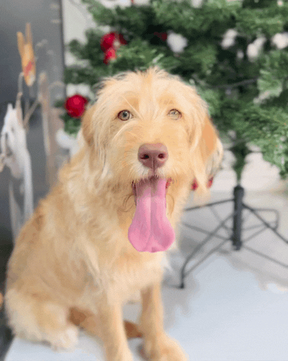 🦁 Sunny: Yellow Mini Labradoodle 🇸🇬 (Girl) *