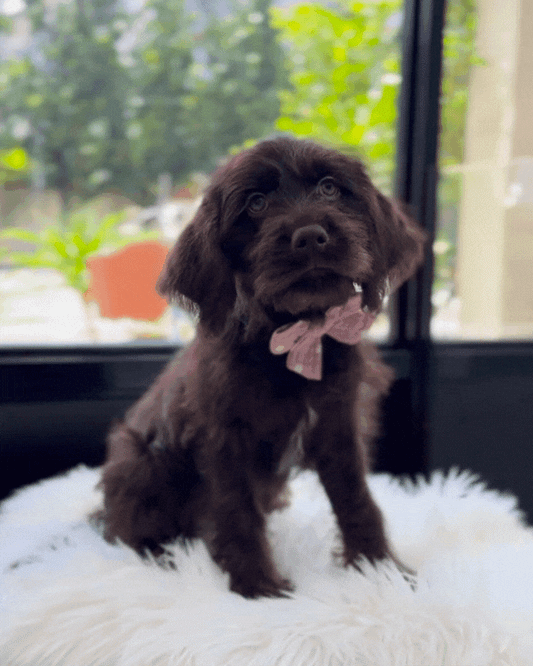 🤎 Hazel: Chocolate Mini Labradoodle 🇸🇬 (Girl)