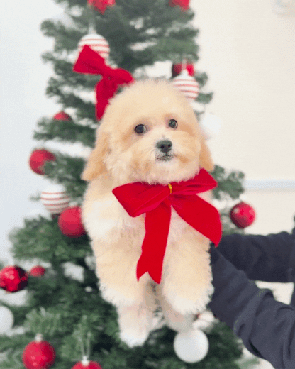 ☁️ Lila: Cream Toy Maltipoo 🇸🇬 (Girl)