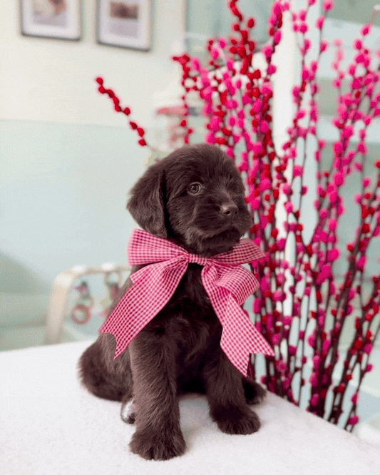 🥐🍫✨Nutella: Chocolate Mini Labradoodle 🇸🇬 (Girl)