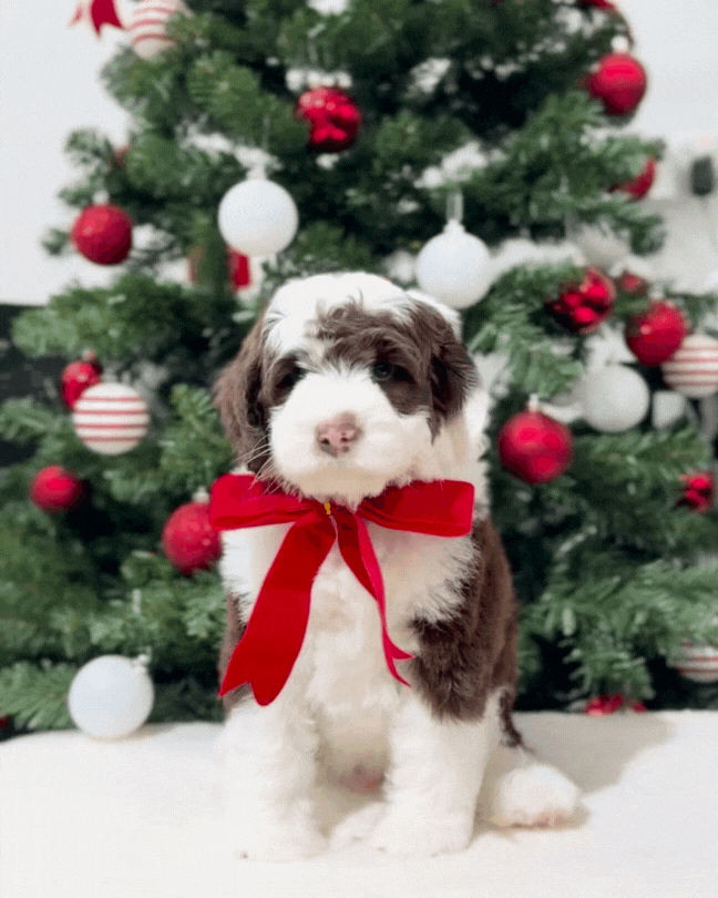 🤎🤍✨🐻 Cartier: Mini Parti Chocolate & White Australian Labradoodle 🇸🇬 (Boy)