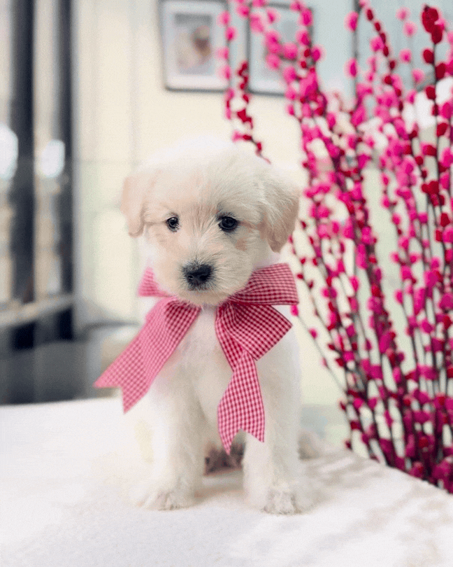 🐻‍❄️🐾 Nuo Mi 糯米: Mini Pomskypoo 🇸🇬 (Boy)