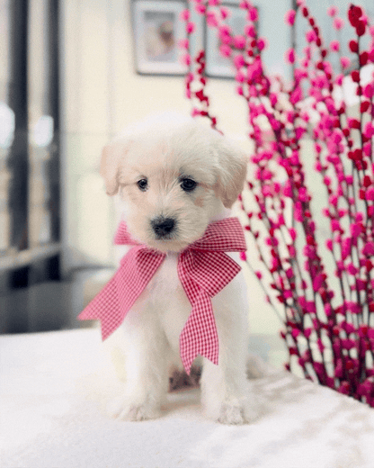 🐻‍❄️🐾 Nuo Mi 糯米: Mini Pomskypoo 🇸🇬 (Boy)