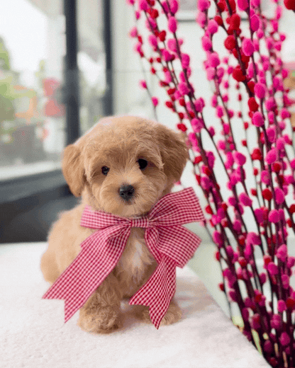 ✨🧸Taeyang: Brown Tiny Maltipoo 🇸🇬 (Boy)