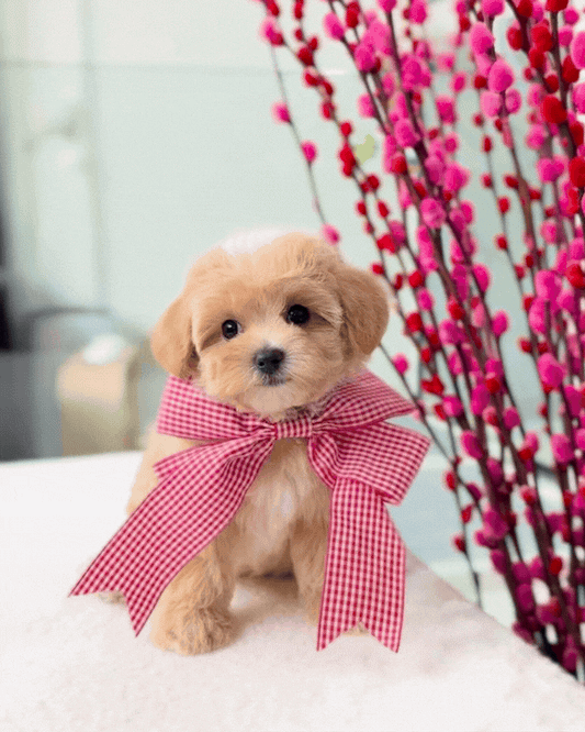 ✨🧸Ara: Brown Tiny Maltipoo 🇸🇬 (Girl)