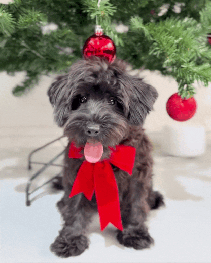 🖤 Roko: Black Schnoodle 🇸🇬 (Girl) *