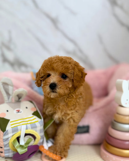 🩷 Yuna:  Apricot Maltipoodle 🇸🇬 (Girl)