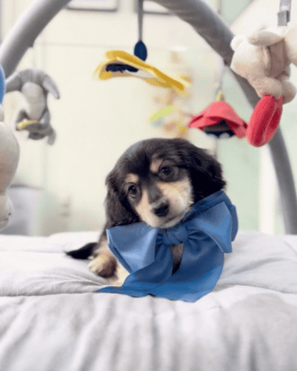 🌭 Sobi: Black & Cream Long Haired Dachshund 🇸🇬 (Boy)