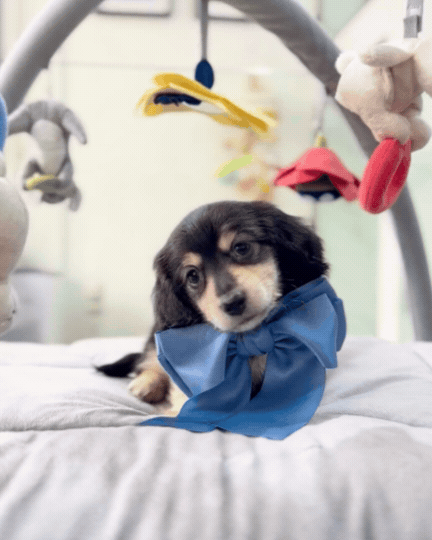 🌭 Sobi: Black & Cream Long Haired Dachshund 🇸🇬 (Boy)