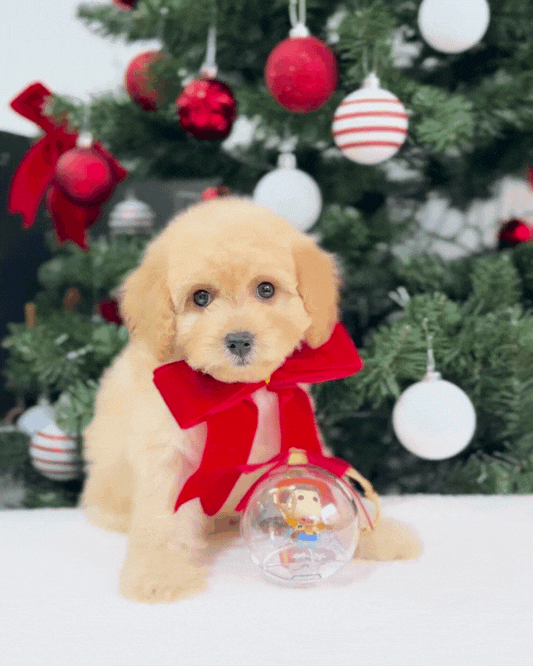 🎄Jingle: Cream Brown Toy Cavapoo 🇸🇬 (Boy)