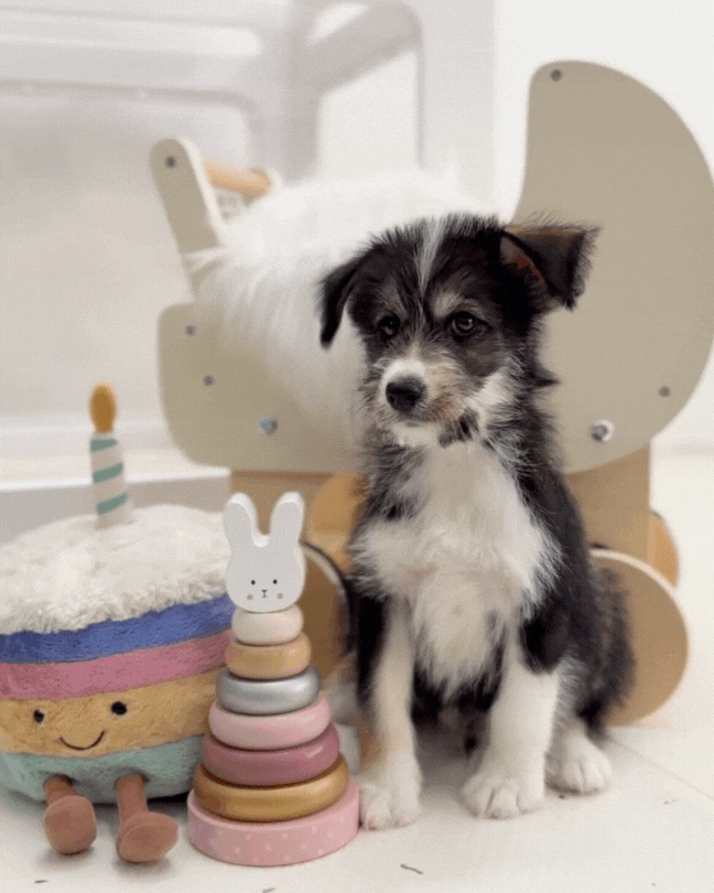 🐺Jaguar: Mini Parti Black & White Husky Doodle 🇸🇬 (Boy)