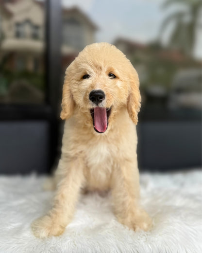 💞 Joy: Cream Brown Mini English Golden Doodle 🇸🇬 (Girl)