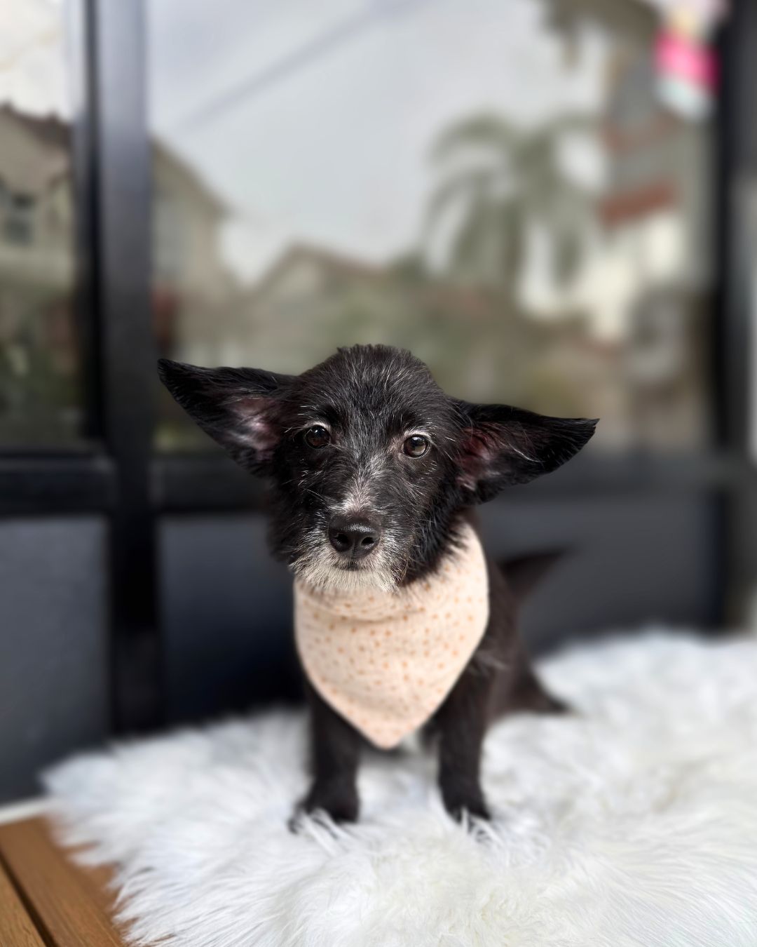 😜 Tex: Black White Corgitz 🇸🇬 (Boy) *