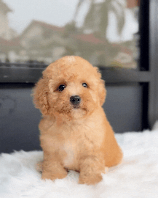 🍩 Donut: Cream Brown Cavapoo 🇸🇬 (Boy)