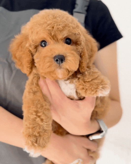 🐻 Cookie: Red Toy Cockapoo 🇸🇬 (Boy)